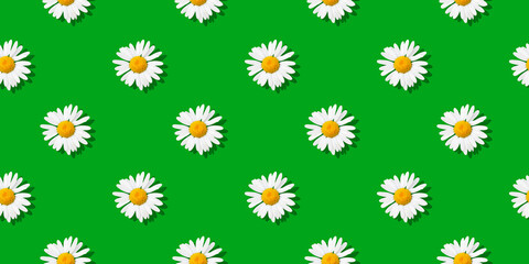 Chamomiles - Seamless floral pattern
