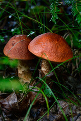 Two Leccinum mushrooms growing in the forest, edible mushroom with a red cap.