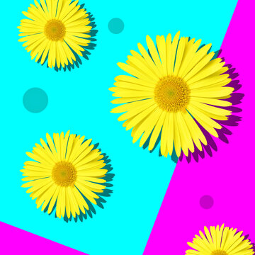 Yellow daisy flowers