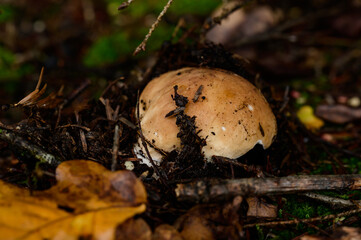 Boletus is the king of the forest and all kinds of mushrooms, an edible autumn mushroom in the forest between the leaves.