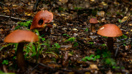 A group of porcini mushrooms among leaves and moss in the autumn forest, silent mushroom hunting.