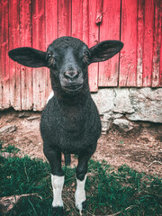 Sweet lamb in front of a Swedish farm house © Yvonne