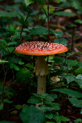 Red toadstool in the forest, a poisonous and dangerous mushroom.