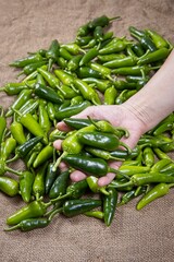 Displaying freshly harvested green peppers.