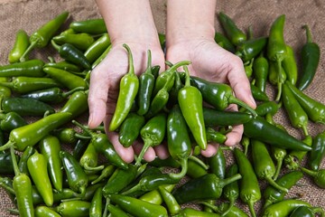 Holding freshly harvested green peppers.