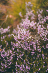 Pink flowers in the autumn in Norway