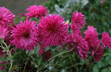 Pink chrysanthemum flowers in the garden
