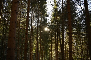 forest in the morning, sun rays in the pine forest