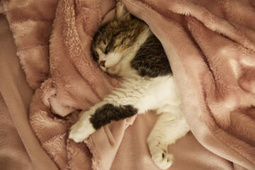a gray cat sleeps at home under a warm blanket with a blanket on the bed.