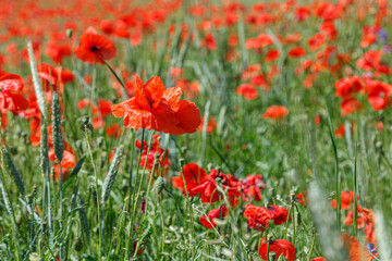Beautiful red poppies on the field