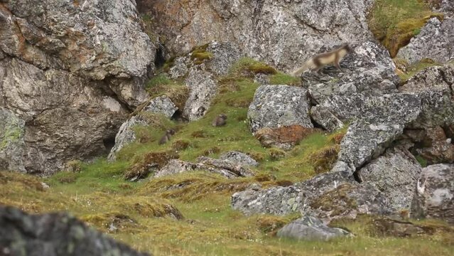 Arctic fox mother and cubs in the wild, Svalbard
North pole Arctic fox wildlife, long shot, 2022
