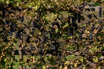 Ripe and small blue grapes with already dry leaves.