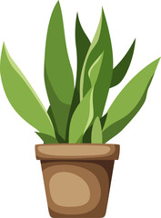 Sansevieria plant (snake plant). Houseplant in a pot isolated on a white background. Vector illustration
