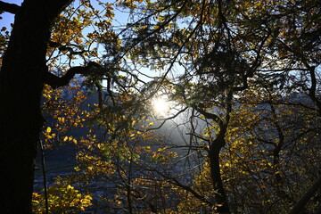trees at sunset,  sun rays in the forest