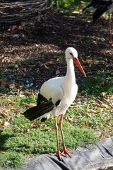 Stork on green grass looking for some food