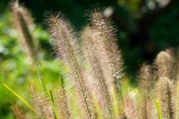 Macro Close Up of blooming grass. nature concept