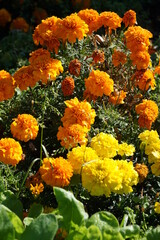 Orange flower blooming in the garden