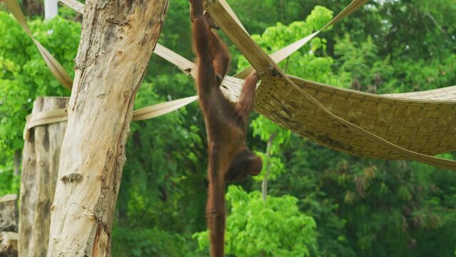 Orangutan hanging on a hammock, Bali, Indonesia