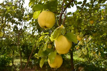 quinces on tree branch
