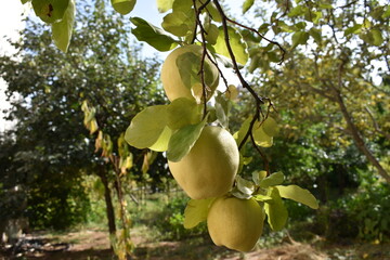 Fototapeta na wymiar quince on tree branch
