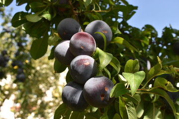 plum on tree branch