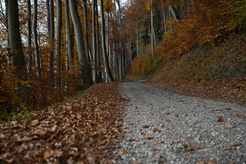 road in autumn forest, alps in austria