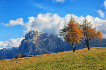 Obraz premium Majestic Alpe di Siusi mountain landscape. Summer hiking place with yellow dandelion flowers on the green fields, Dolomites, Italy, Europe