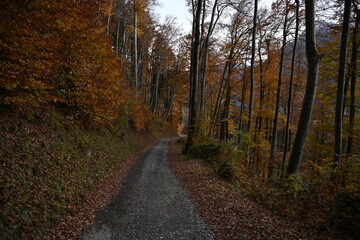 path in autumn forest