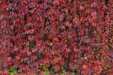 colorful autumn leaves background.