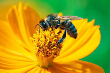 A bee collecting nectar on a flower
