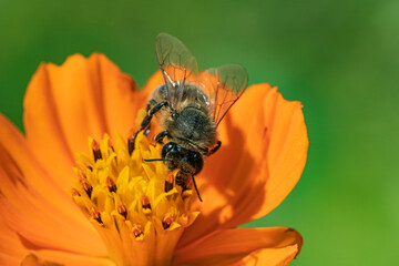 The bee is large on the flower