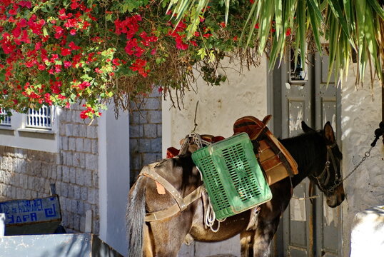 Cargo horse under a bougainvillea bush in the villat at Hydra Port, Hydra, Greece