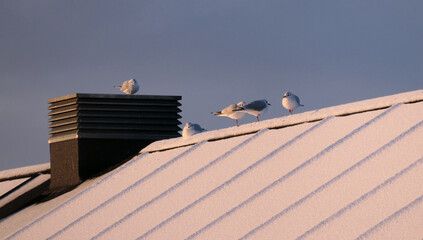 Seagulls sitting on a roof with newly fallen winter snow in the morning sunrise