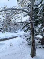 The first snow fall covering trees