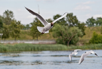 seagull flying over water