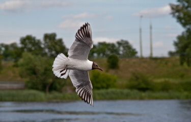 seagull flying in nature