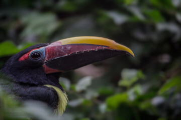 Portrait of Green Aracari. Pteroglossus viridis. High quality photo