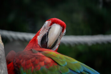  Red and green macaw. Ara chloropterus. High quality photo