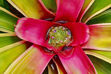 Closeup of a red bromelaid with water pooling at the bloom creating a magnification of new blooms.