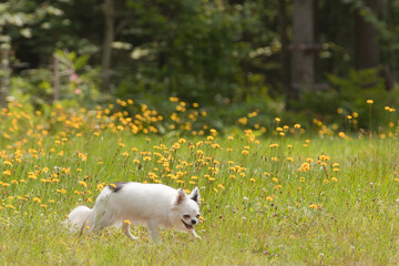 Black and white long hair chihuahua playing in the grass and dandelions in the sun. Small dog enjoying a summer day.