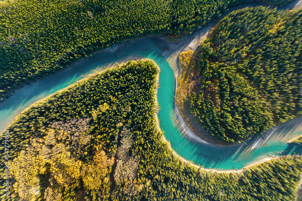 Wall mural a drone view of the river in the woods. an aerial view of an autumn forest. winding river among the 