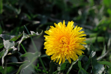 Beautiful bright yellow dandelion in green grass, close-up