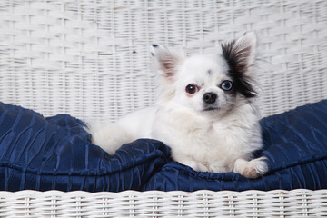 Black and white long hair chihuahua posing on a white wicker loveseat. Studio portrait of a small dog on the blue cushion of a white wicker chair.