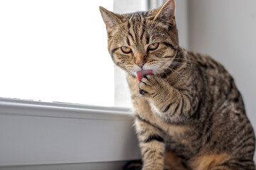 tabby cat kitty pussycat sitting on window sill owner woman girl hand touching muzzle or giving food on finger.animal female licking food then paw with own tongue clean.red nails winter cloudy day © Alexandra