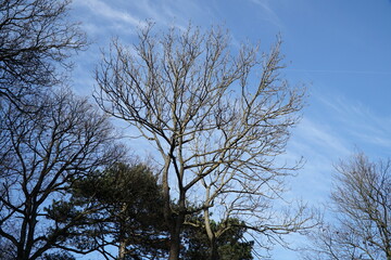 Dry tree trunk with no leaves and blue sky in the background