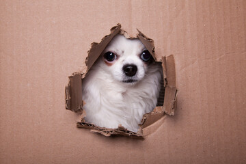 Black and white long hair chihuahua peeking through a hole in the cardboard. Studio portrait of a...