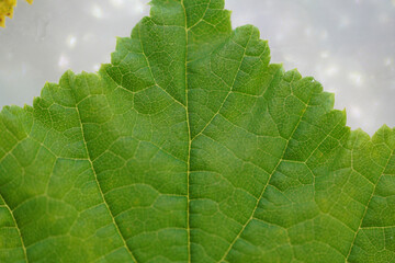 Leaf of a deciduous tree