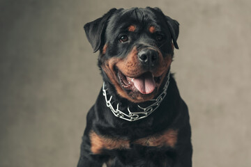 beautiful rottweiler dog with tongue exposed panting and looking away