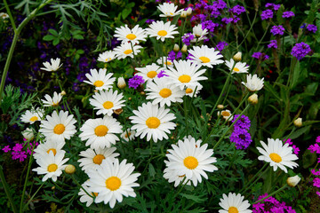 lot of gorgeous large daisies or camomiles together with purple flowers	