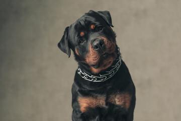 sweet rottweiler puppy holding head to side and looking up